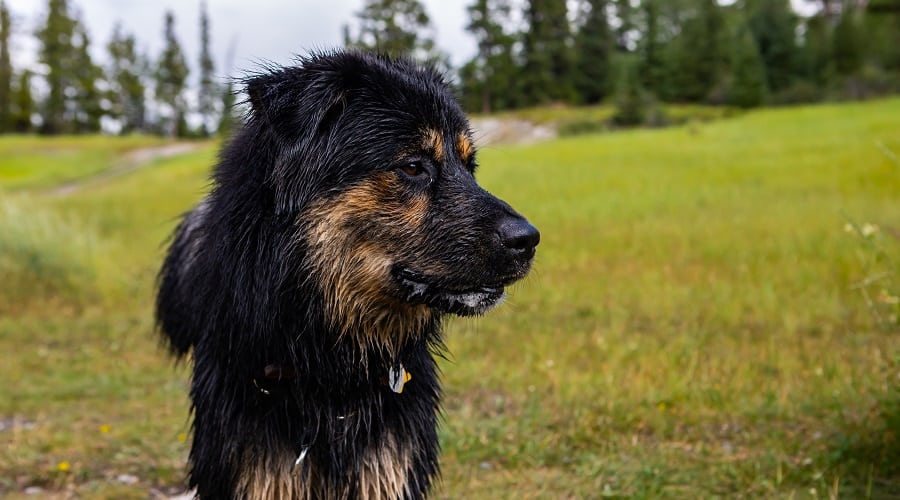 Alaskan Shepherd