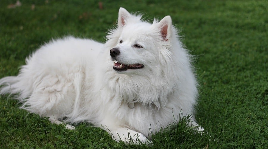 Cute American Eskimo dog on the grass.