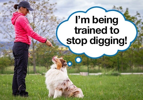 Australian Shepherd being trained to stop digging in yard with speech bubble
