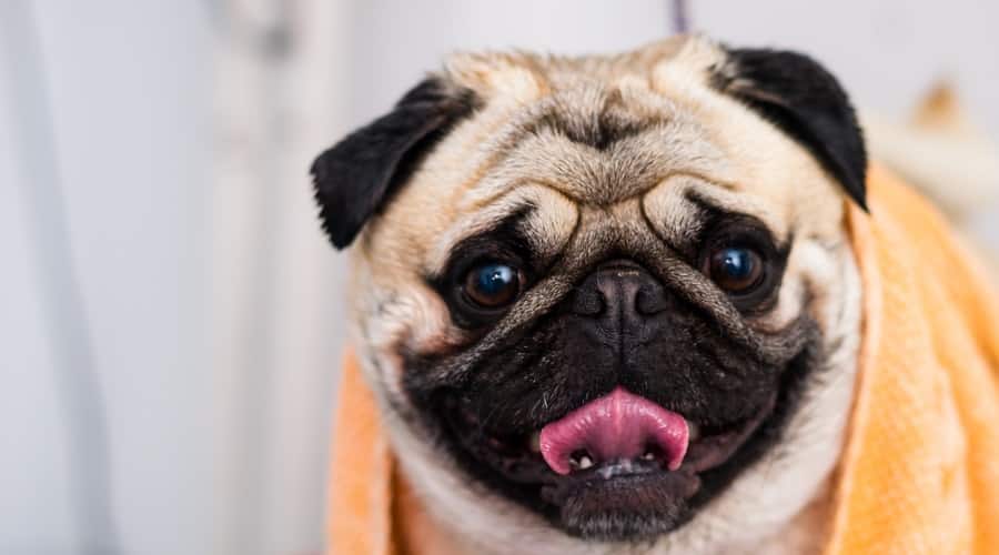 Bathing Pug