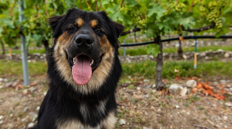 Bernese Shepherd