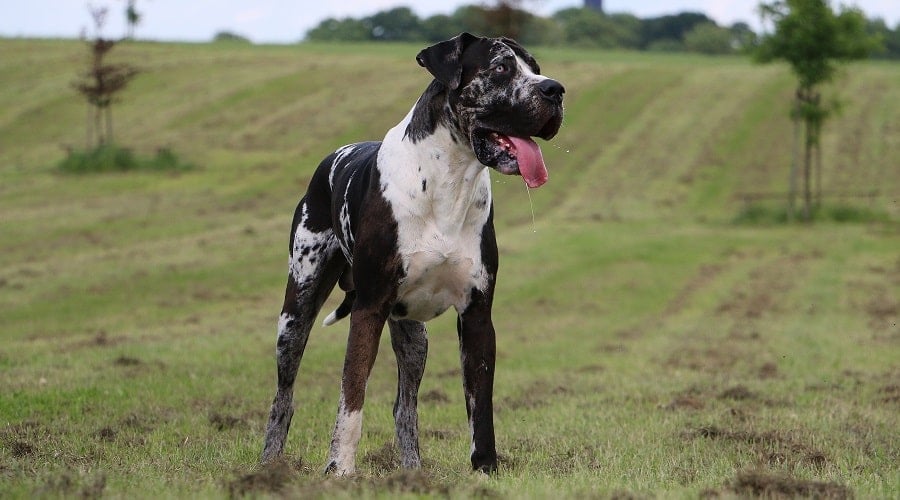 Great Dane with black and white coloring in a field.