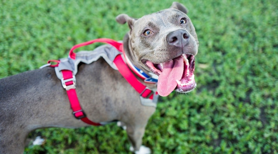 Pit Bull in a dog harness looking up at the camera with tongue out.