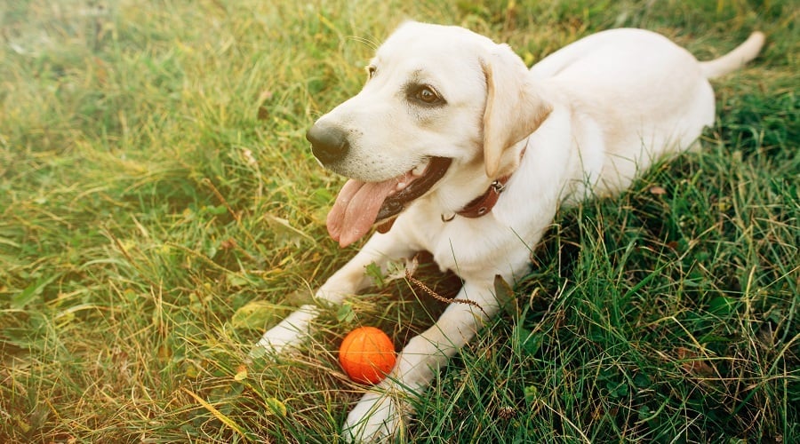 Happy lab laying in the grass with a toy.