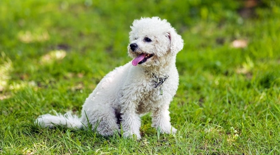 Fluffy Bichon Frise in a field.