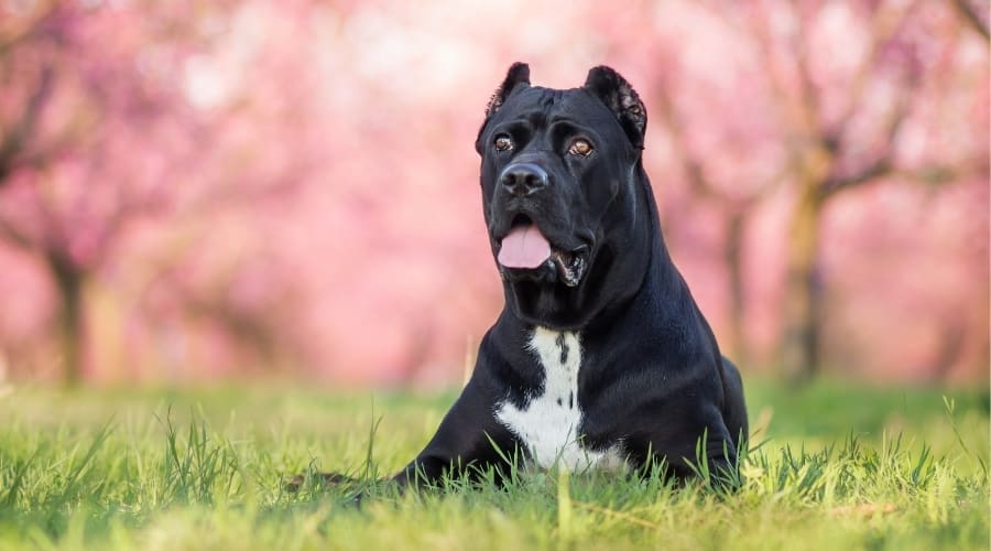 Black Dog White Markings