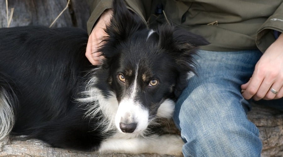 Border Collie on Lap