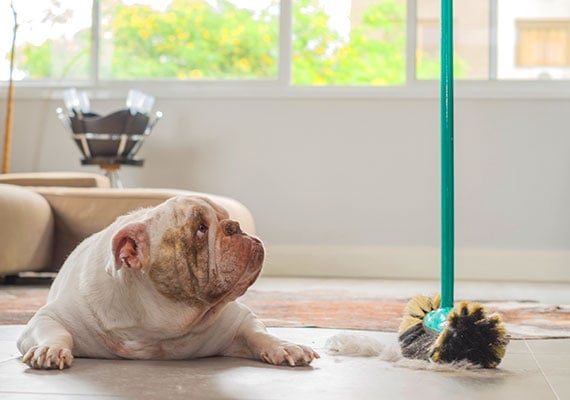 Bulldog resting on hard tile floor while hair and fur is being swept up around him with broom