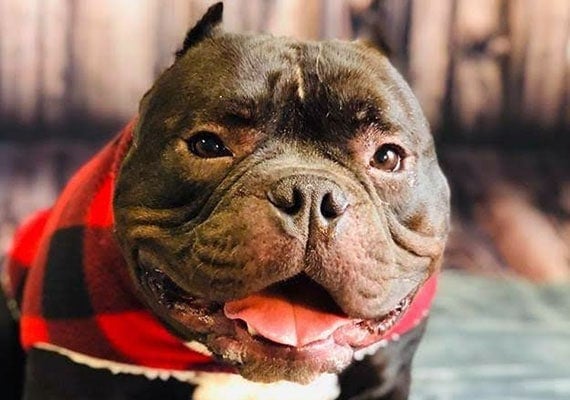 Champ the American Bulldog Mix flat-faced dog bowl tester.
