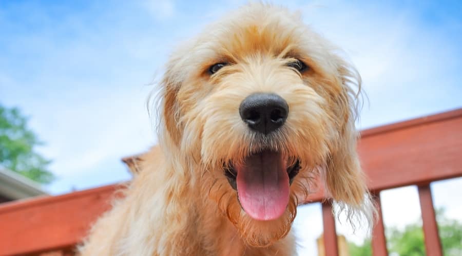 Close Up of Happy Dog