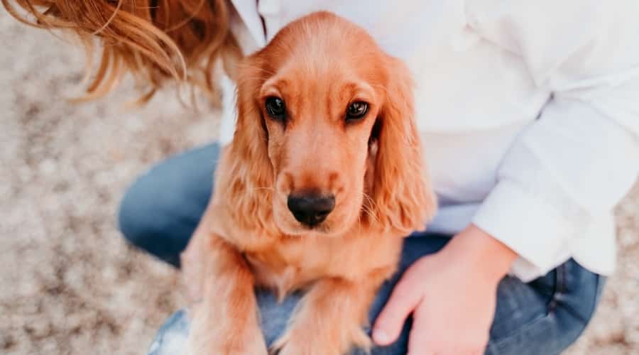 Cocker Spaniel in Owners Lap