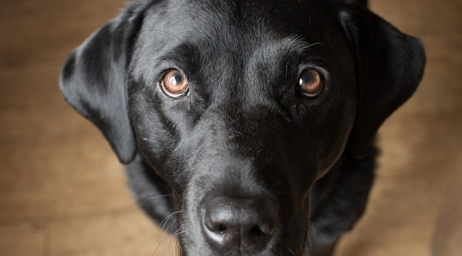 Black dog staring up at camera.