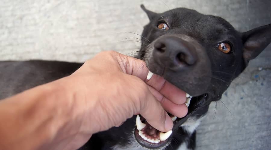 Large dog mouthing owners hand.