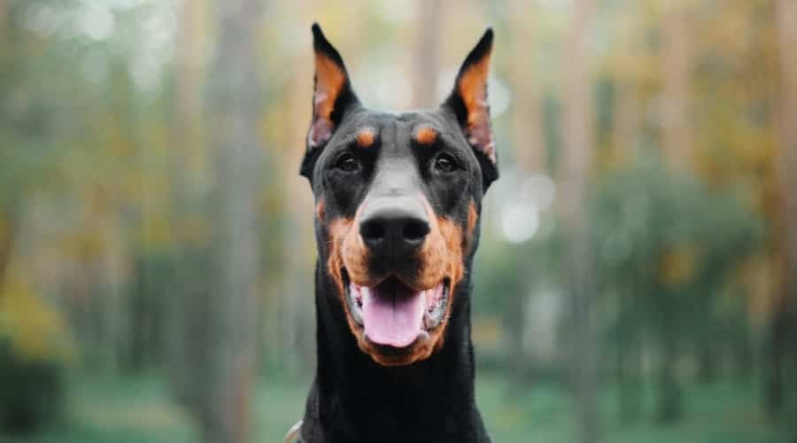 Dog with Cropped Ears Outside