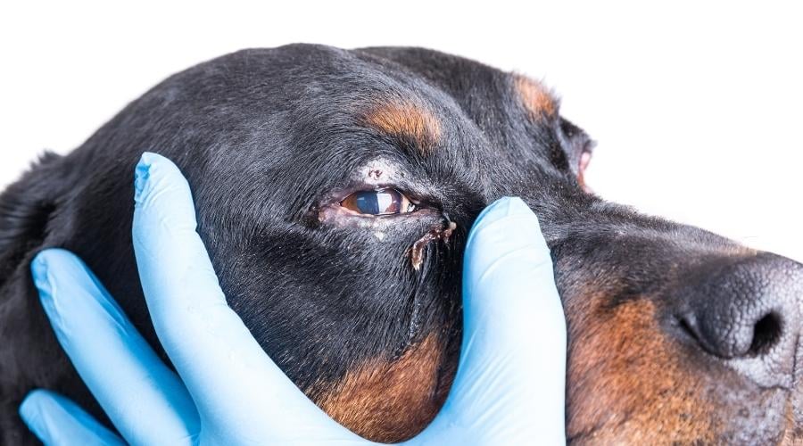 Dog with significant eye discharge at the vet.