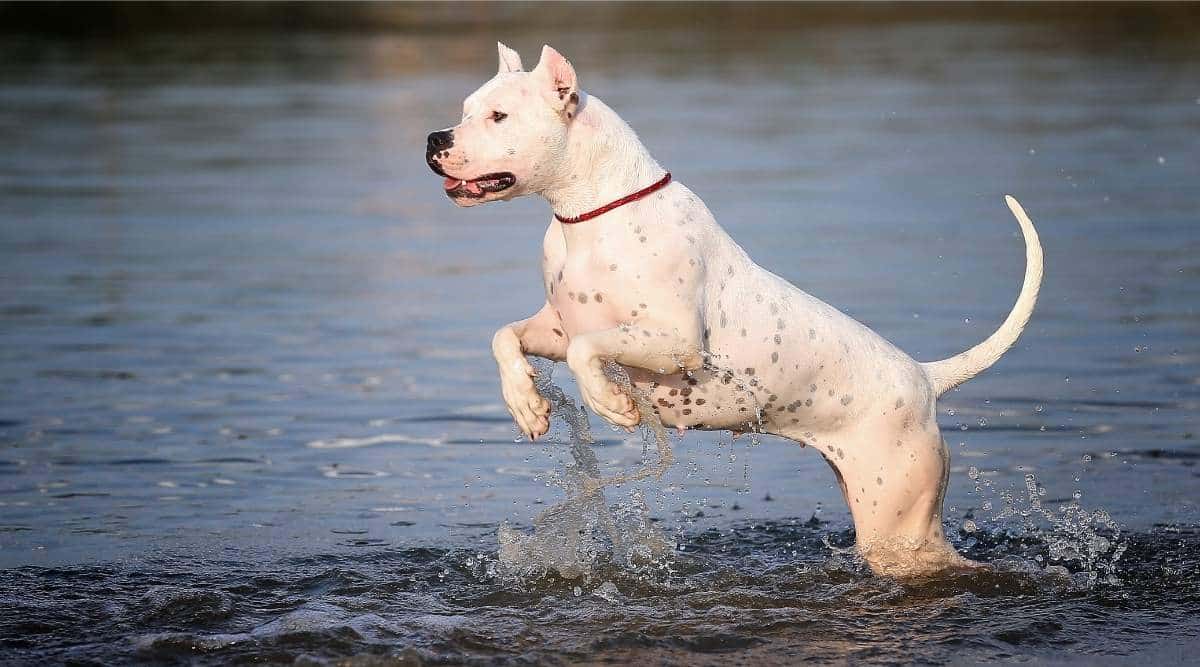 Dog breed the Dogo Argentino in the water