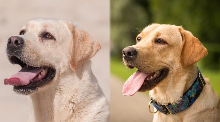 English and Field Labrador Grooming