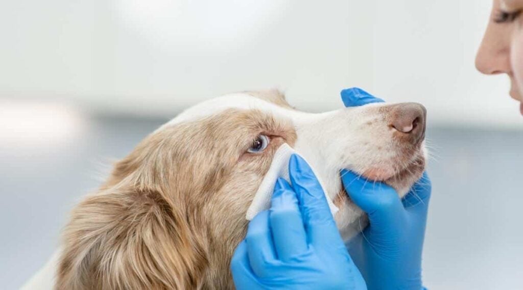 Cleaning a dog's eye discharge.
