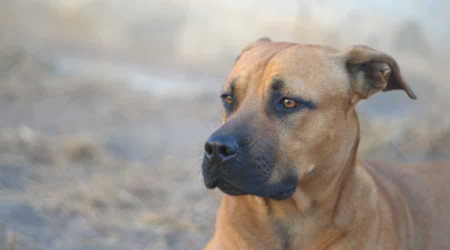 German Sheppit