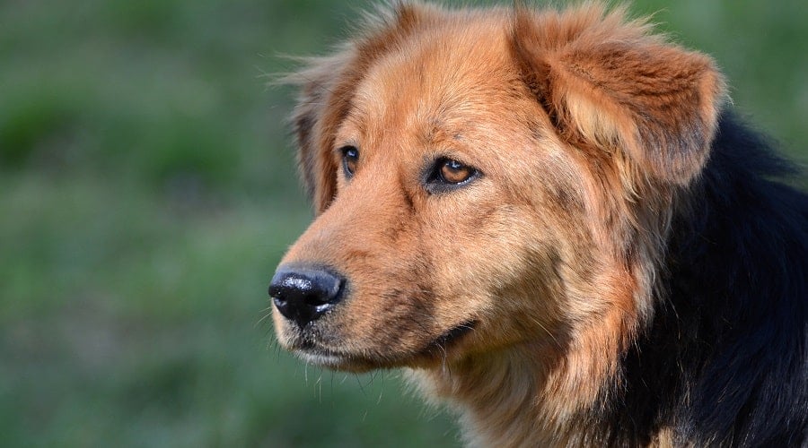 Golden Shepherd Mix