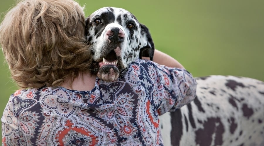 Great Dane Hugging Owner