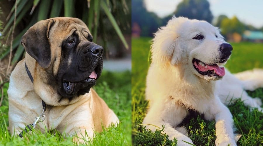 Handsome Dogs Lounging Outside