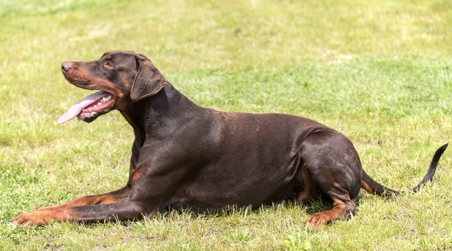 Healthy Brown Dog in Grass