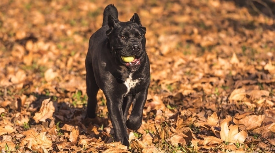 Healthy Dog Running Outdoors