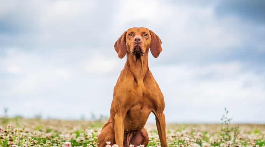 Healthy Red Coated Dog in Field of Flowers