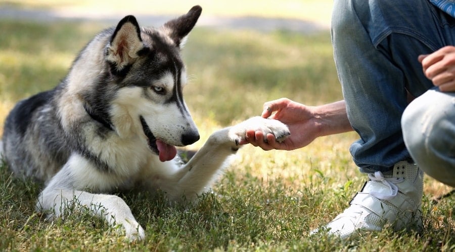 Husky with Owner Outdoors