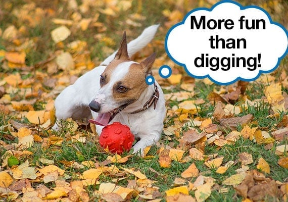 Jack Russel Terrier playing with rubber ball on lawn with speech bubble