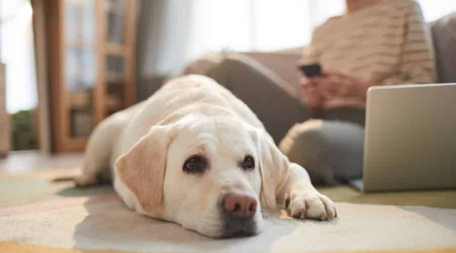 Labrador with Owner
