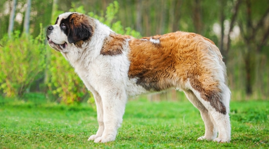 Large Dog Standing Profile