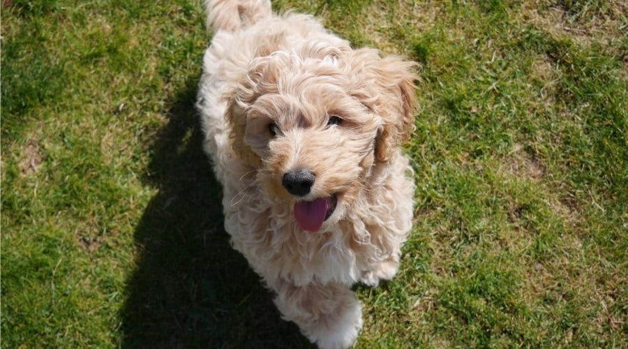 Light colored Cavapoo puppy outdoors.