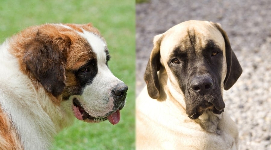 Molosser Dogs that Need Grooming