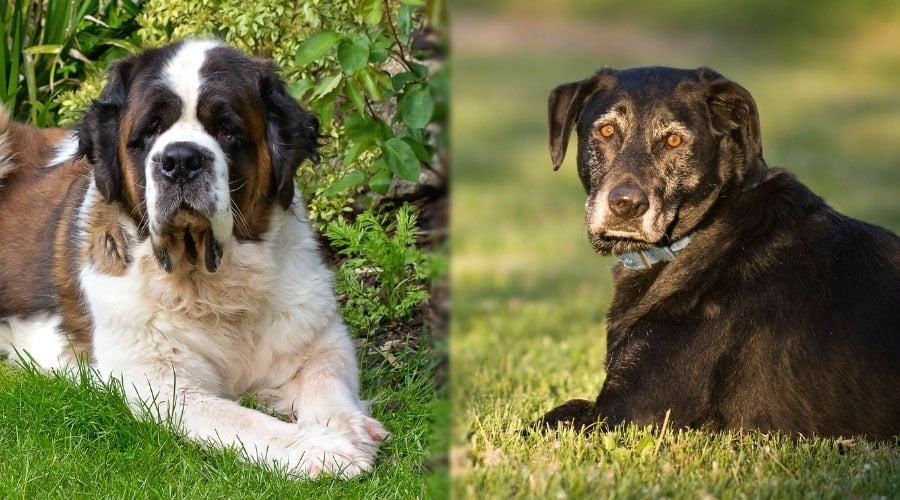 Older Dogs Laying Down