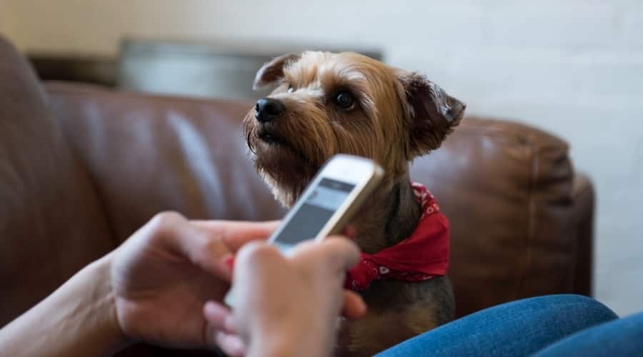 Terrier looking up at owner holding a mobile phone.