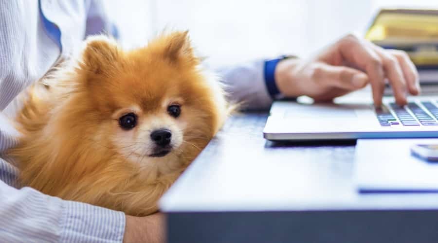 Pomeranian Dog on Lap