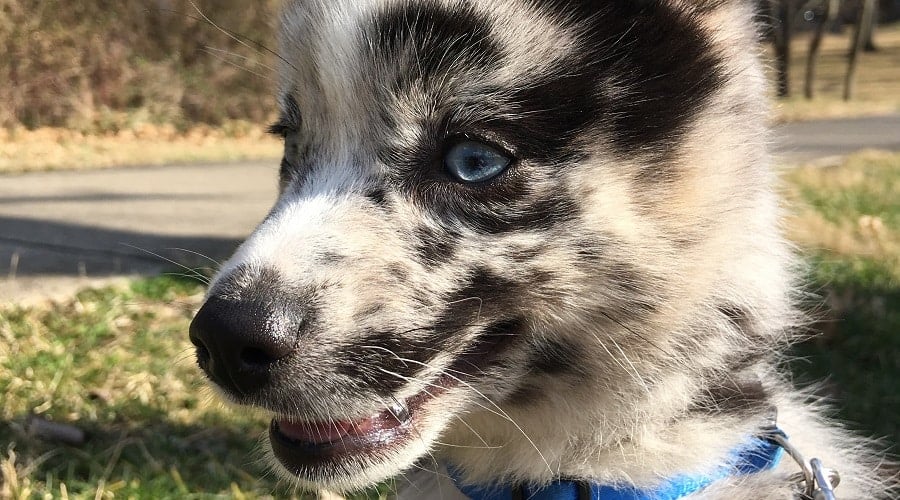 Pomsky Puppy