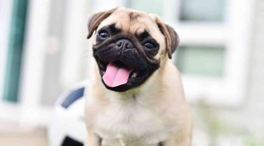 Pug Puppy