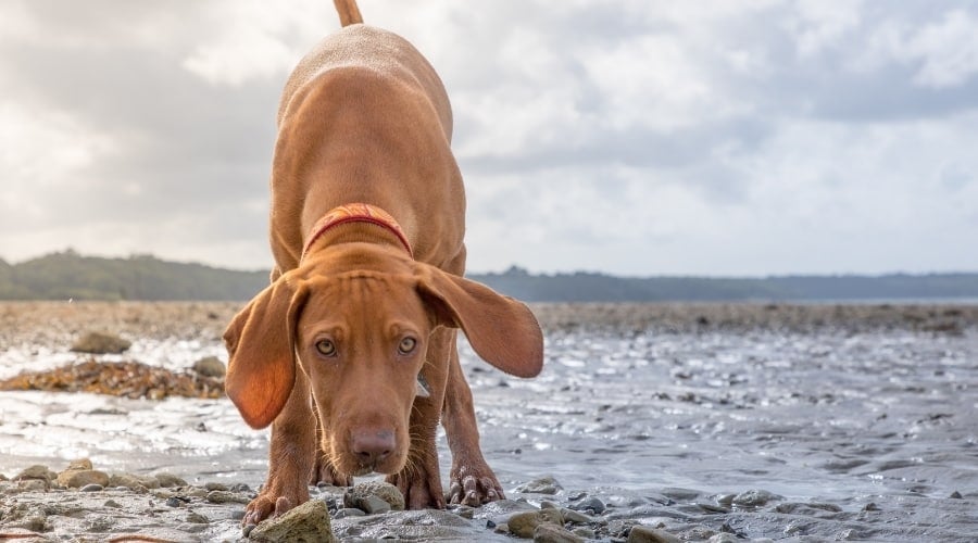 Red Colored Dog in Water
