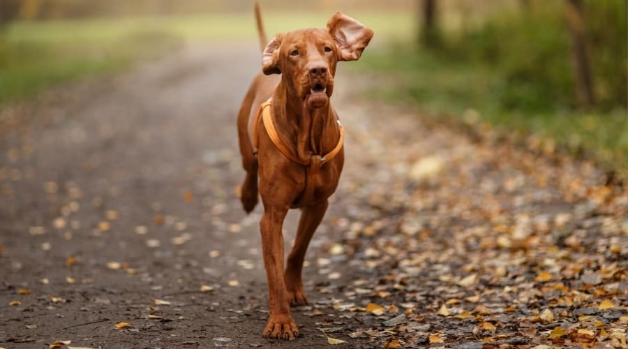 Red Golden Colored Dog Running Outdoors