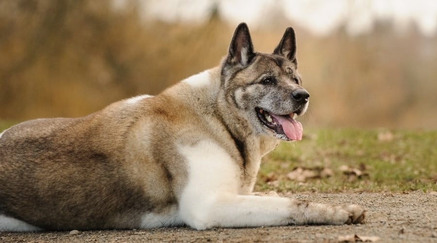 Senior Akita Dog Laying Down