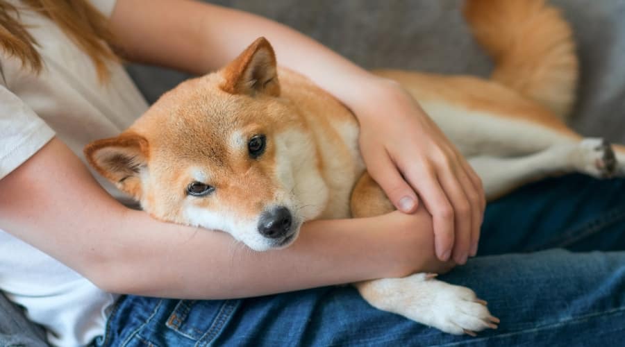 Shiba Inu laying down.