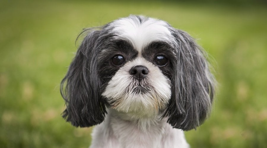 Black and white Shih Tzu looking at camera.