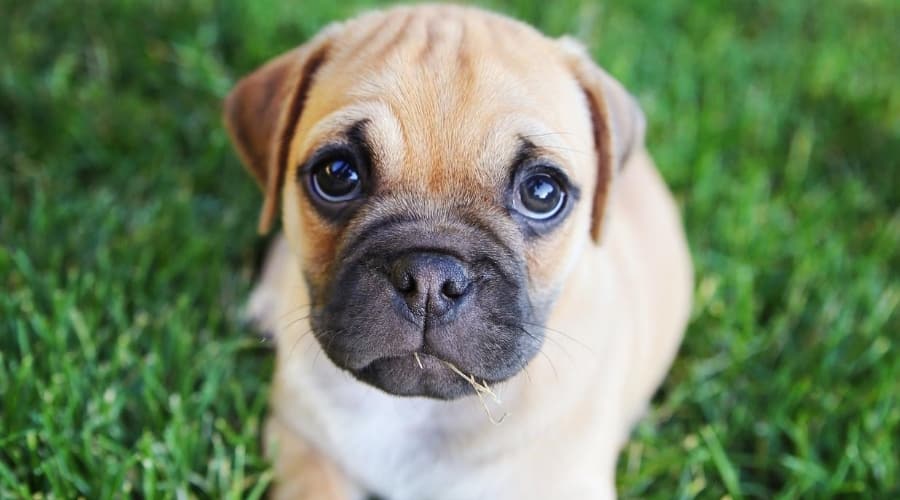 Short haired Chihuahua Pug mix puppy