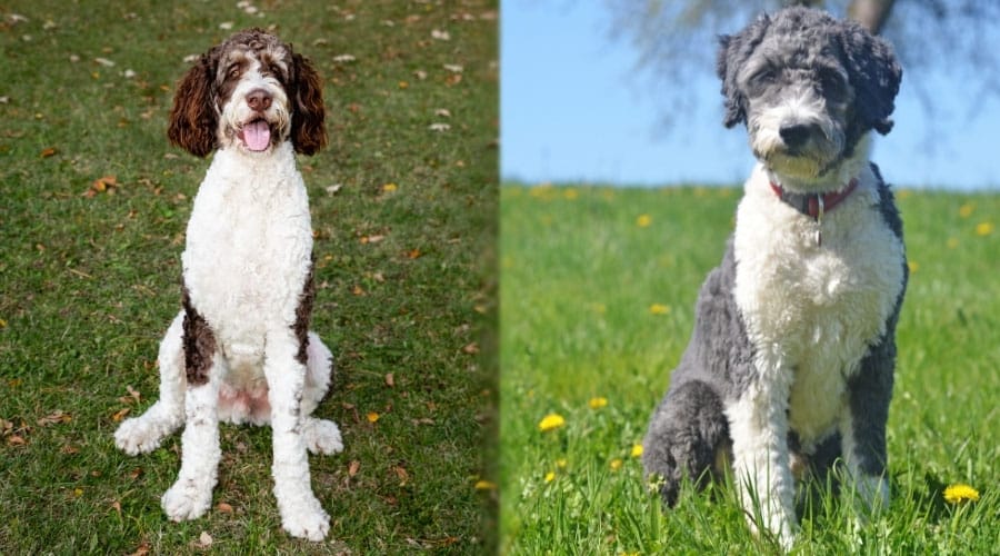 Sitting Poodle Mixes Outdoors