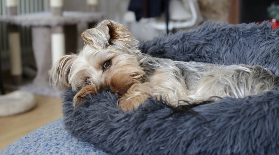 Small Blue and Tan Yorkie Resting in a Dog Bed