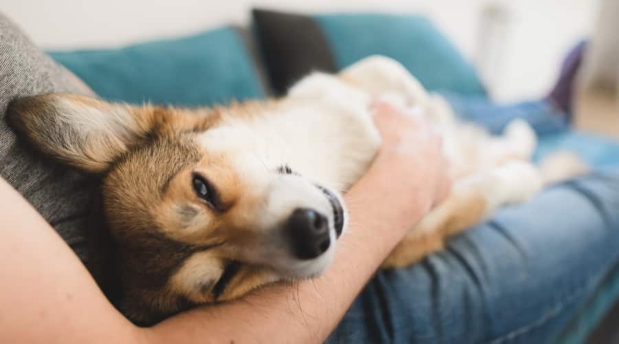 Small Corgi Laying on Owner