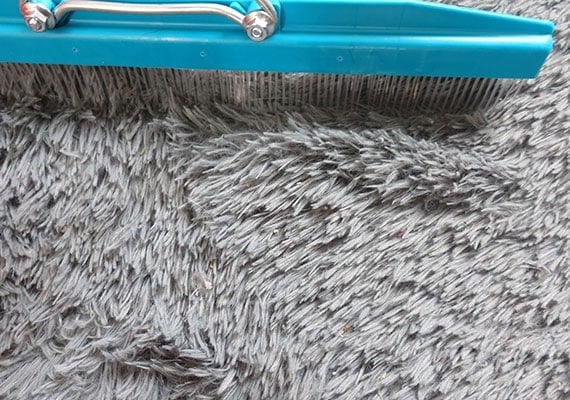 The Grandi Groom removing dog hair and crumbs from shaggy carpet.